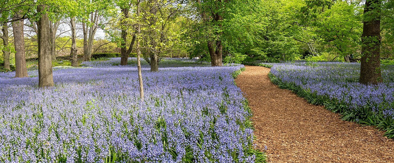 Bluebells beside a path in the Brooklyn Botanic Garden