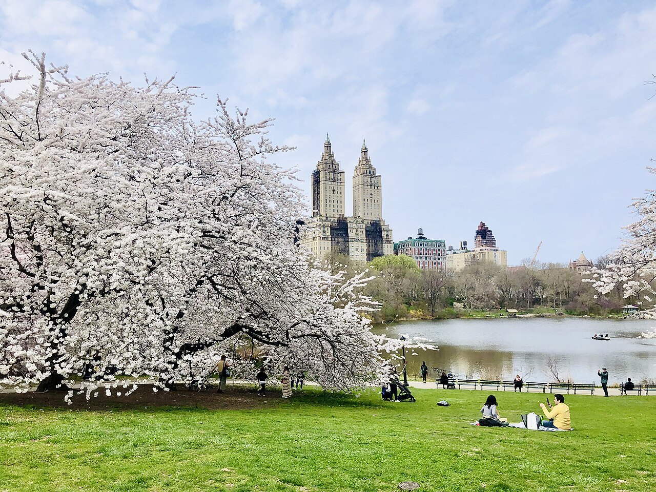 A cherry tree in blossom by the Lake, the San Remo's towers beyond