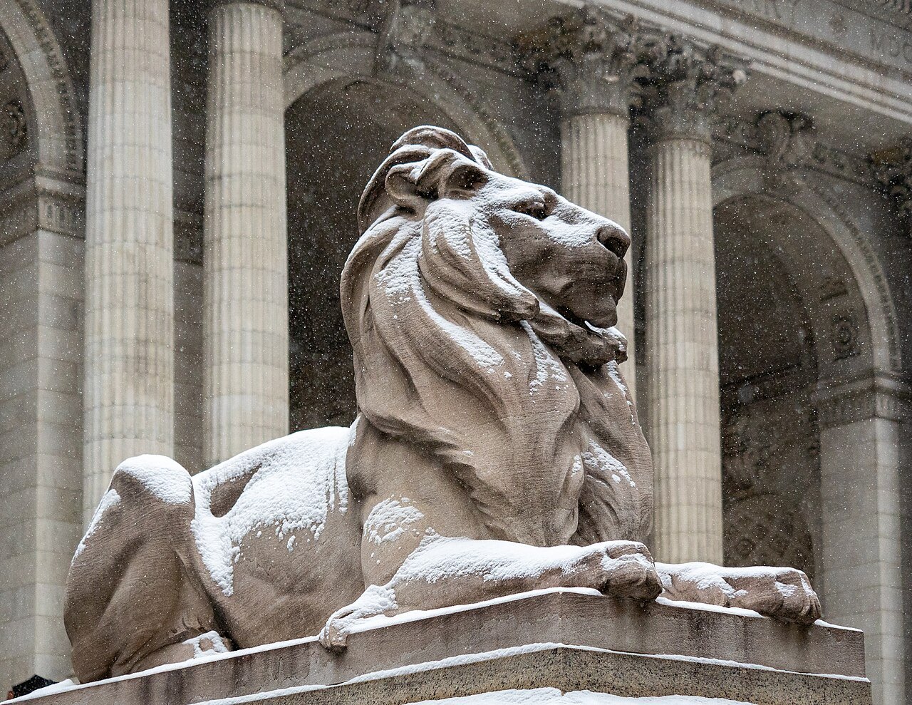 One of the library's marble lions with snow on its mane