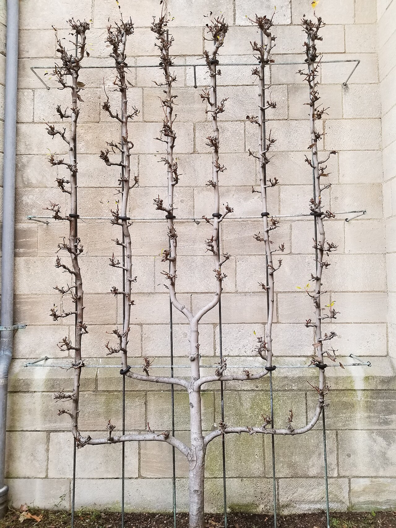Espaliered fruit trees trained on a wall of the Bonnefont Cloister garden