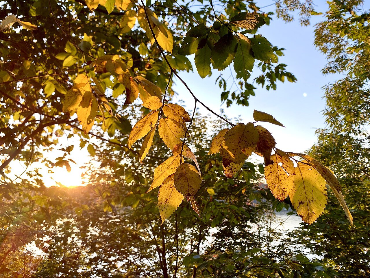 The low sun through autumn leaves in Fort Tryon Park